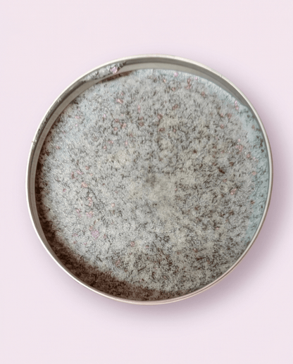 Moonbeam Highlighter - Bombshell Cosmetics